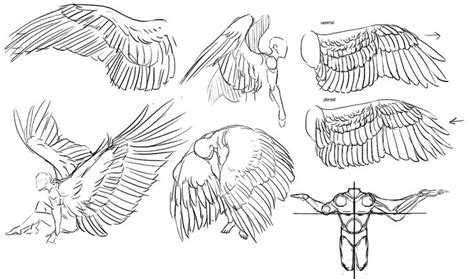 For Feathers Great And Small Wings Drawing Art Reference Poses