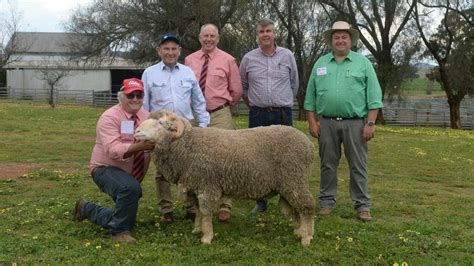 The Top Merino Ram Wool Studs In Australia In Farm Online Act