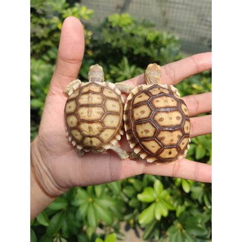 Jual Sulcata Baby Kura Kura Darat Premium Sehat Super Lucu Jinak