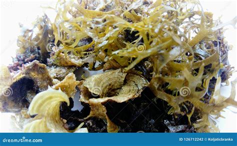 Two Types of Seaweed. it is Rich in Vitamins and Minerals. Stock Photo ...