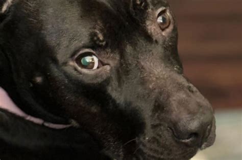 Beloved Dog Shot On Playdate Faces Having Leg Amputated