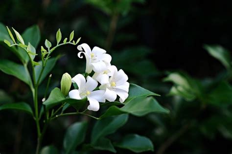 Daphne Plant Problems Yellow Leaves Sudden Death Syndrome Ultimate