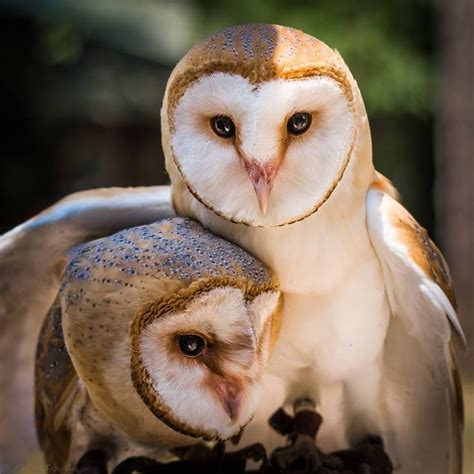 Barn Owls Barn Owl Owl Images Owl