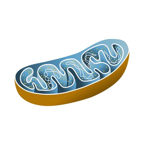 Mitochondria PNGs for Free Download