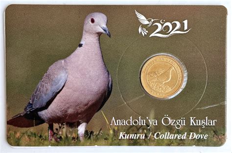 Turkey Turkiye Kurus Native Birds Of Anatolia Collared Dove