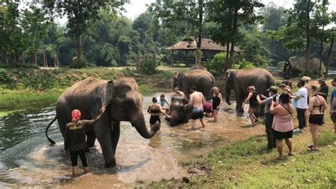 elephant sanctuary from bangkok