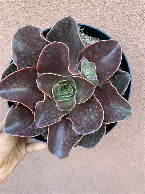 Echeveria Fireglow Etsy