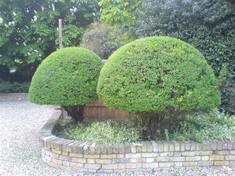 Shaping Shrubstrees 4topiary Coombe Jakubs Harmony Gardens Jhg