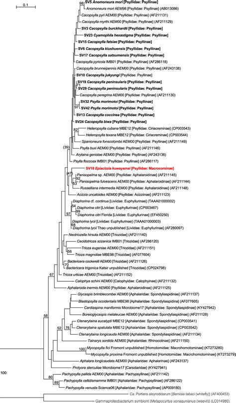 Maximum Likelihood Phylogram Of Carsonella A Total Of 427 Aligned