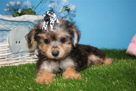 Morkie Puppies For Sale - Long Island Puppies