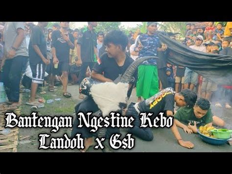 Bantengan Ngestine Kebo Landoh Feat Jaranan Getar Semi Budoyo Live