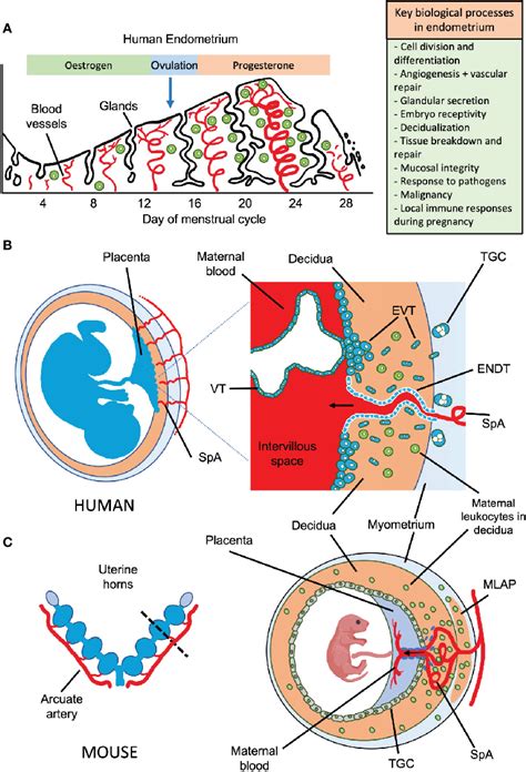 Figure 1 From How Do Uterine Natural Killer And Innate Lymphoid Cells