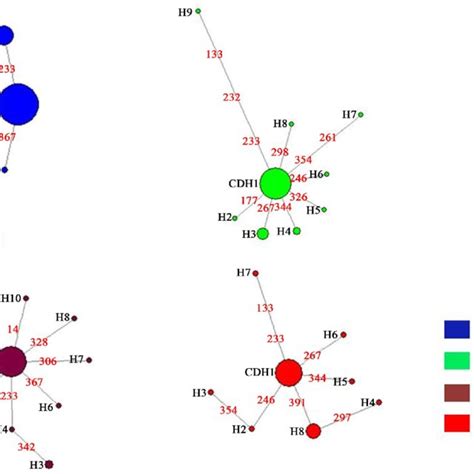 Median Joining Network Based On The Mtdna D Loop Hv1 Region For The 20