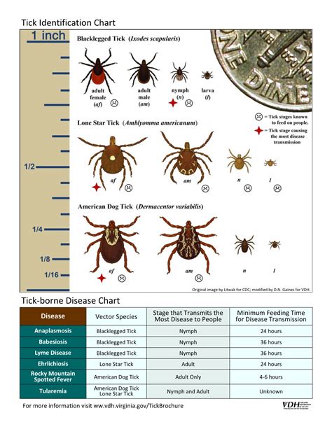 Tick Identification Chart Tick Borne Disease Chart Docslib