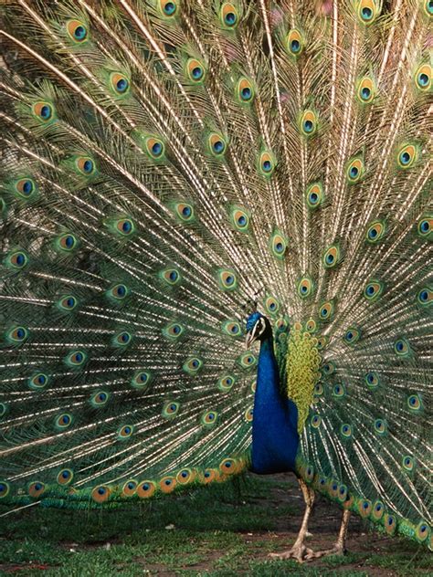 Male And Female Peacocks