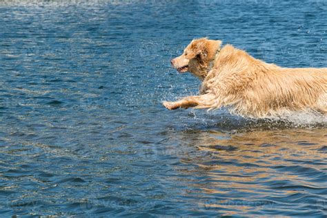 dog jumping into the water 22465625 Stock Photo at Vecteezy