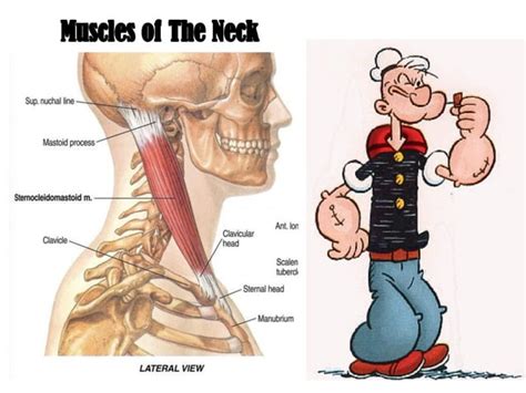 Muscles Of The Neck 1 | PPT