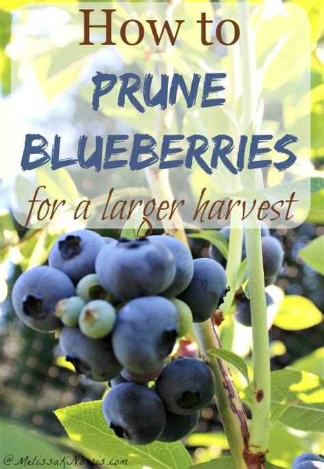 Pruning blueberry bushes blueberry bush care for a larger harvest – Artofit