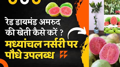 जापानी लाल अमरूद की खेती कैसे करें रेड डायमंड अमरूद की खेती Red Diamond Guava Farming Amrud Ki