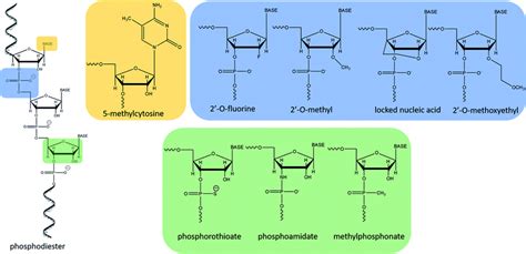 In Vivo And In Vitro Studies Of Antisense Oligonucleotides A Review