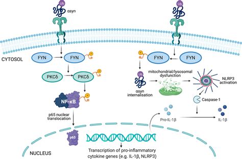 Overview Of The Role Of Fyn In Microglia Under Inflammatory Conditions