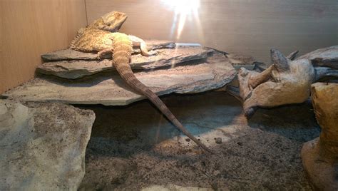 Effective Tips And Tricks For A Bearded Dragon Basking 57 Off