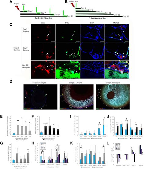 Oogonial Stem Cells OSCs Are Activated During Ovarian Regeneration