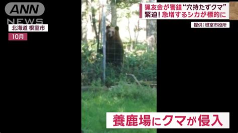 クリスマスも相次ぐ“クマ出没” シカが関係？「3頭連れクマ」増加の理由