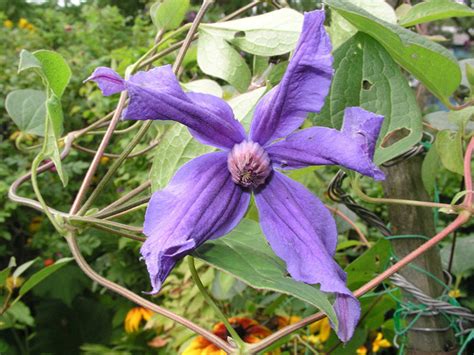 Клематисы - посадка и уход