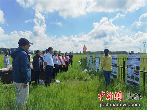 “黑土粮仓”科技会战大安示范区种草治理盐碱地 盐碱地新闻 北京飞鹰绿地科技发展有限公司