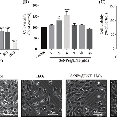 Effect Of Senpslnt On Hydrogen Peroxide H 2 O 2 Induced Mice