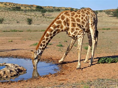 Giraffe Drinking Water - Giraffe Facts and Information