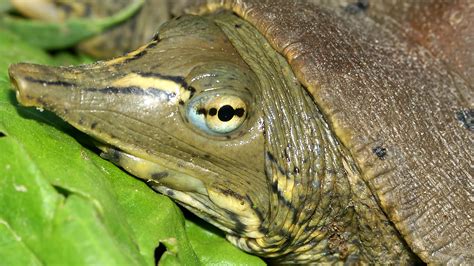 Eastern spiny softshell turtle - Zoo Ecomuseum