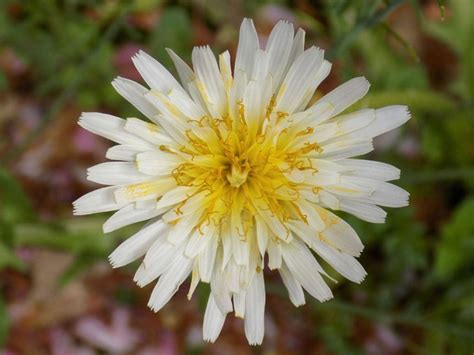 Varieties Of Dandelion Different Dandelion Flowers In The Garden