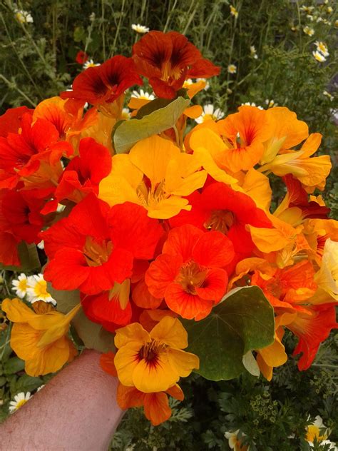 Nasturtiums from my garden. | Nasturtium, Plants, Flowers