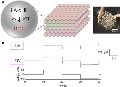 Light Activated Communication In Synthetic Tissues Science Advances