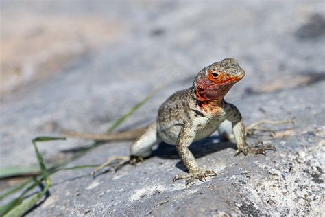 Lagartija De Lava Microlophus Albemarlensis Fernando Rosselot Flickr