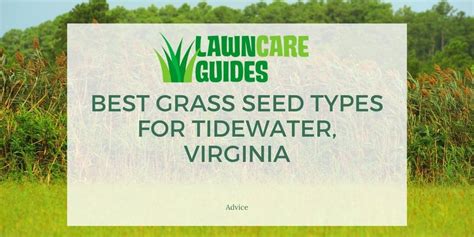 3 Best Grass Seed Types For Tidewater Virginia Lawn Liberty