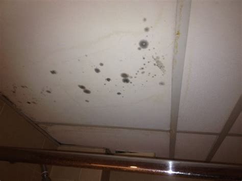 How Do You Get Mould Off A Bathroom Ceiling Artcomcrea