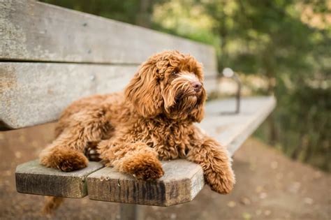 Labradoodle Dog Breed Information & Characteristics