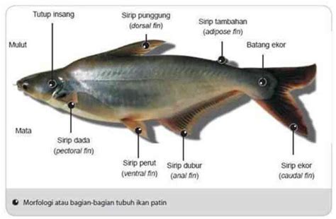 Jenis Jenis Ikan Patin Matthewtumolina