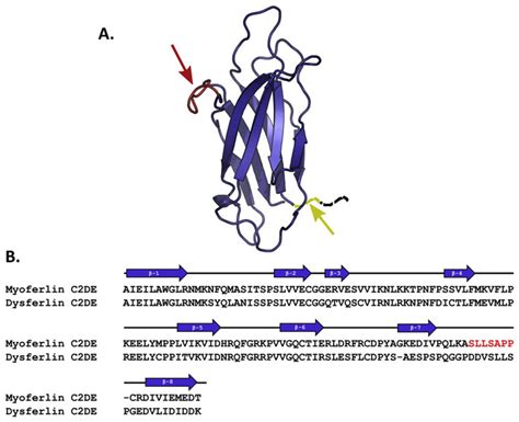 Molecular Modelling Of Predicted Calpain Cleavage Sites In Myoferlin