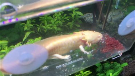 Axolotl Guppy Hồ Cá Cảnh Thủy Sinh Youtube