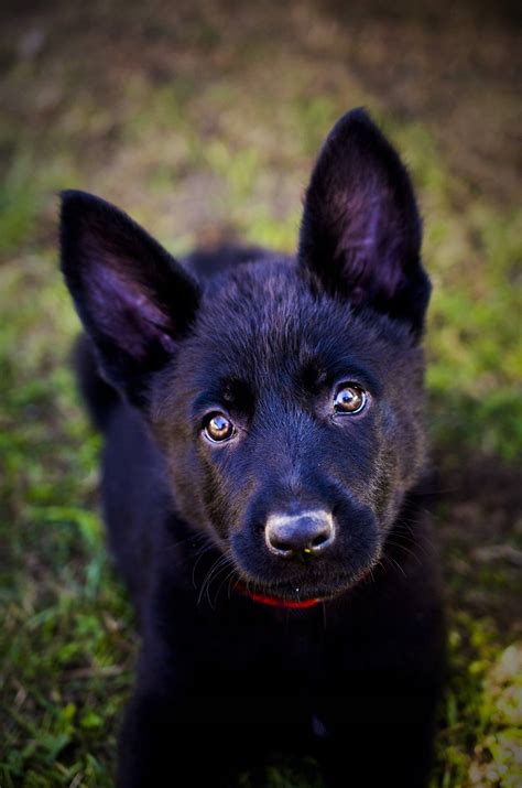 Black German Shepherd Rottweiler Mix