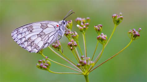 Free Images Nature Blossom Leaf Flower Bloom Insect Botany