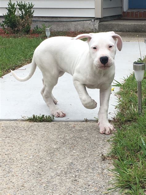 Argentine Dogo Puppies For Sale | Jacksonville, NC #275936