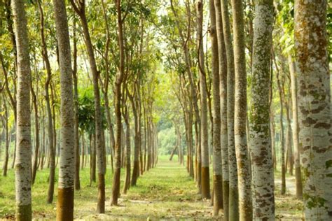 Usaid Launches New Initiative To Increase Tree Coverage In India