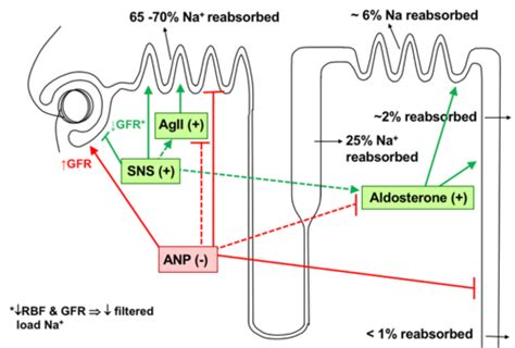 RNL 1 Tubular Function 4 Flashcards Quizlet