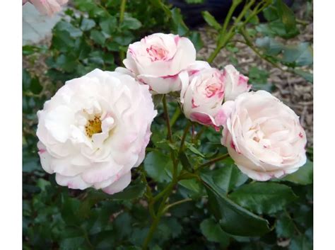 Rosenstadt Freising®