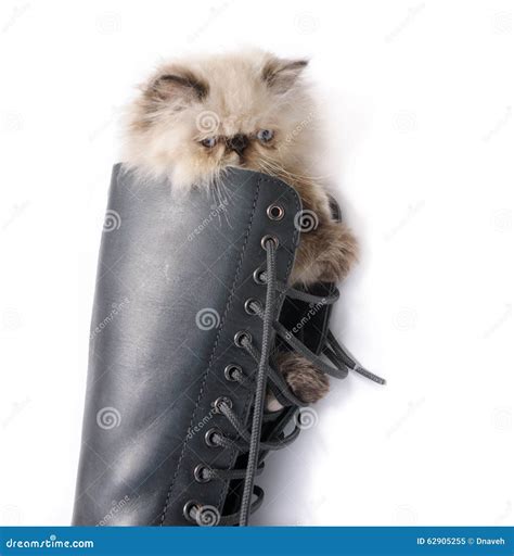 Cat in Boots - Himalauan Cat in Combat Boot Stock Image - Image of